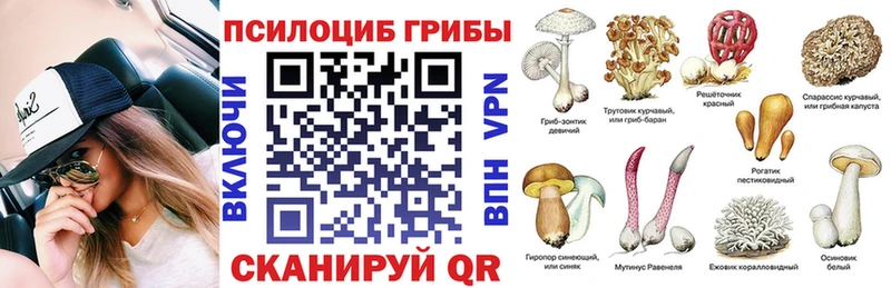 закладка  Ардатов  Псилоцибиновые грибы Cubensis 